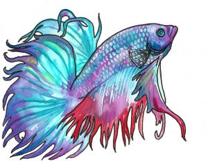 betta-fish-jenn-cunningham
