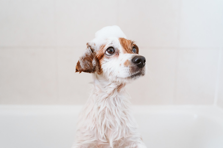 brown-and-white-dog-with-floppy-ears-and-soap-bubbles-on-head-looking-up-to-the-left-while-in-bathtub