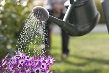 cropped-photo-of-watering-can-being-held-over-pink-and-white-outdoor-flowers-in-garden-while-water-showers-from-watering-can-onto-flowers