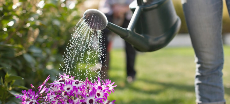 cropped-photo-of-watering-can-being-held-over-pink-and-white-outdoor-flowers-in-garden-while-water-showers-from-watering-can-onto-flowers