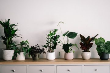 row-of-house-plants-in-white-pots-on-wooden-surface-with-drawers-underneath
