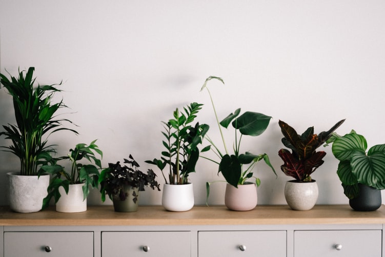 row-of-house-plants-in-white-pots-on-wooden-surface-with-drawers-underneath